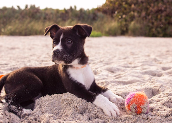Playas para mascotas en Valencia