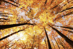Otoño AQUA Multiespacio